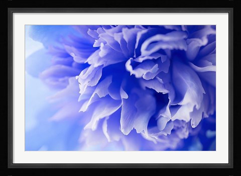 Framed Blue Flower Print