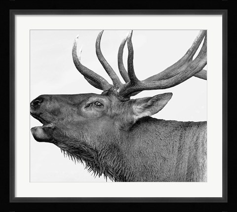 Framed Deer Print