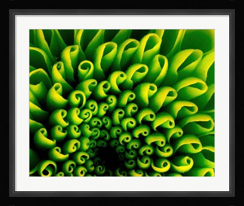 Framed Green Design 1 Print
