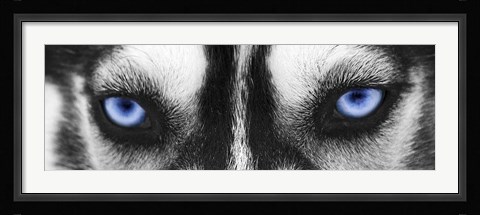 Framed Husky Print