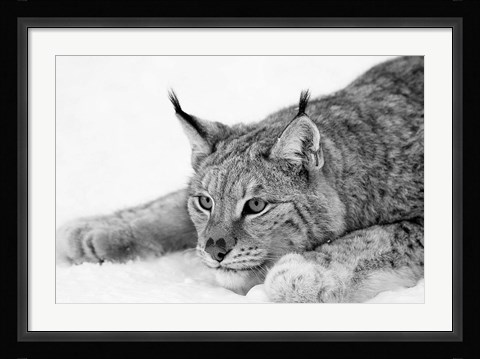 Framed Lynx 1 Print