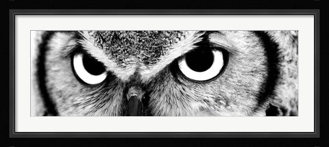 Framed Owl Print
