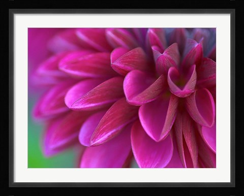 Framed Pink Chrysanthemum Print