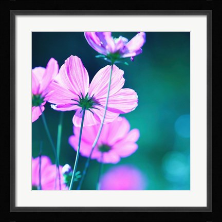 Framed Pink Flowers 2 Print