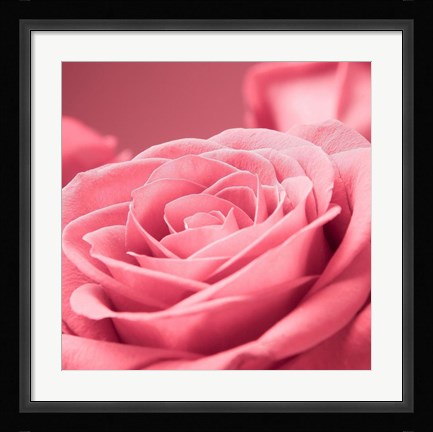 Framed Pink Rose 1 Print