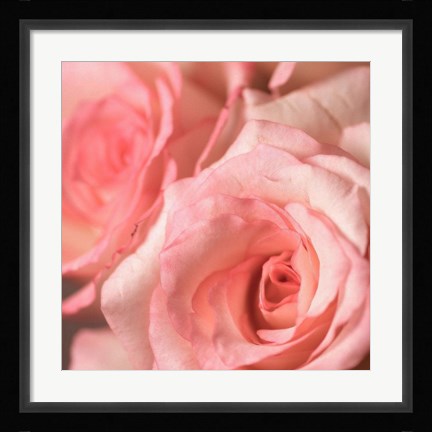 Framed Pink Rose 2 Print