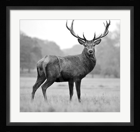 Framed Proud Deer Print