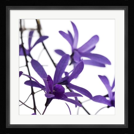 Framed Purple Blossom I Print