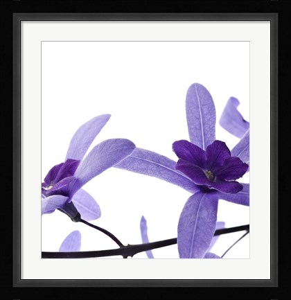 Framed Purple Blossom II Print