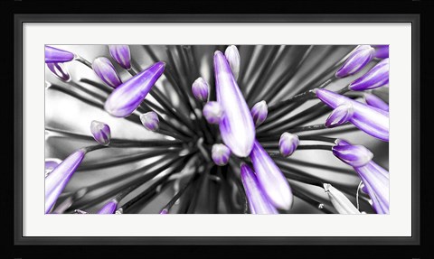 Framed Purple Flower Print