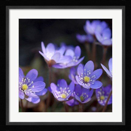 Framed Purple Flowers 1 Print