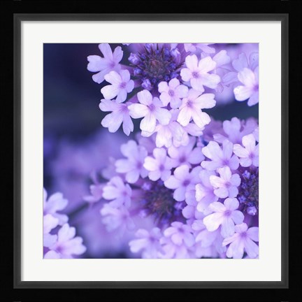 Framed Purple Flowers 2 Print
