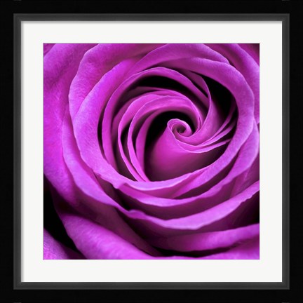 Framed Purple Rose Print