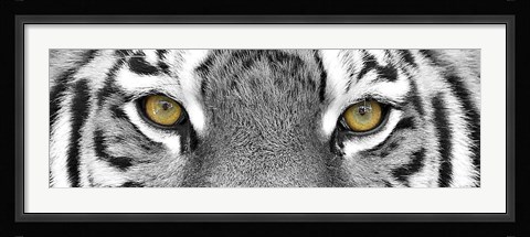 Framed Tiger Panel Print