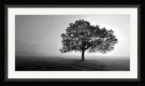 Framed Tree in Mist Print