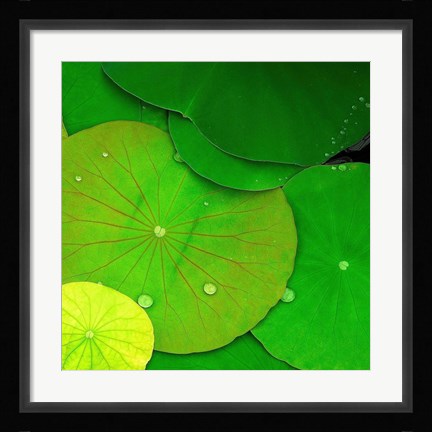 Framed Water Lily Print