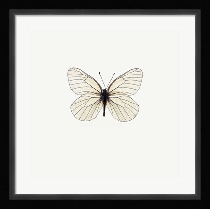 Framed White Butterfly Print