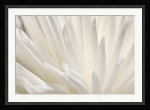 Framed White Flower Print