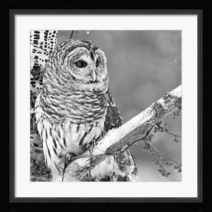 Framed White Owl Print