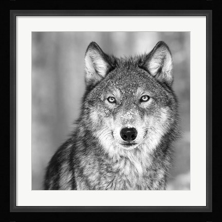 Framed Wolf Print
