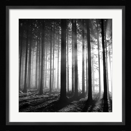 Framed Wood Light Print