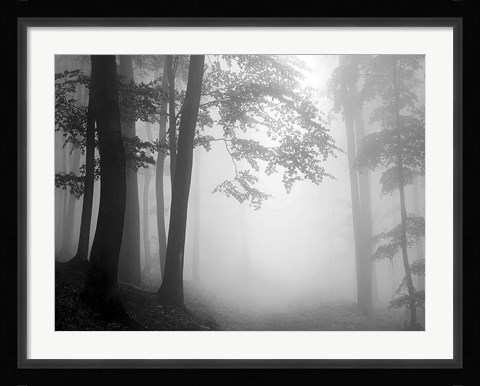 Framed Woods 1 Print