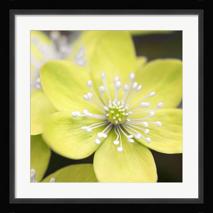 Framed Yellow Blossom Print