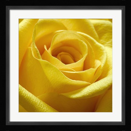 Framed Yellow Rose Print