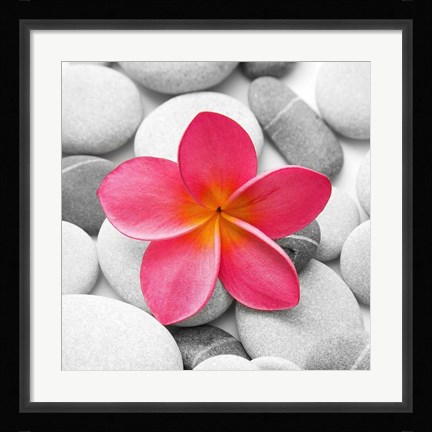 Framed Zen Flower Print