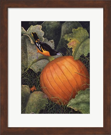 Framed Oriole &amp; Pumpkin Print