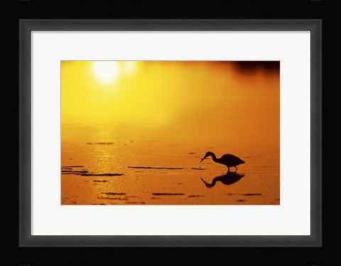 Framed Little Blue Heron at sunset, J.N.Ding Darling National Wildlife Refuge, Florida Print