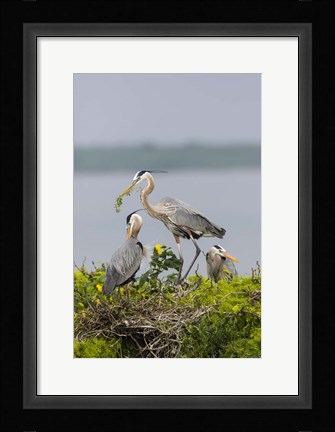 Framed Great Blue Heron and Chicks Print