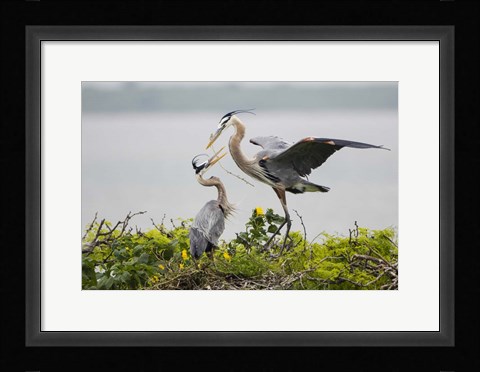 Framed Great Blue Heron (Ardea herodias) Print