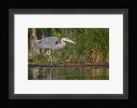Framed Great Blue Heron stalks for food, Lake Washington, Seattle. Print