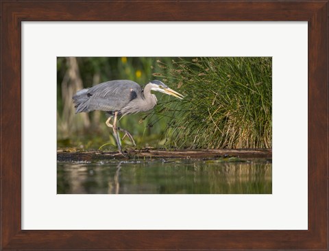 Framed Great Blue Heron stalks for food, Lake Washington, Seattle. Print