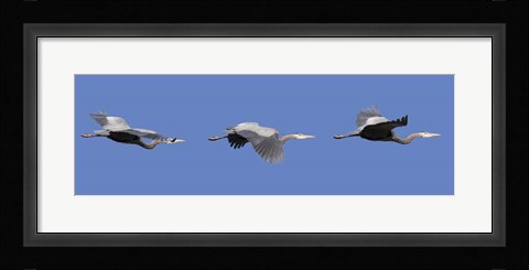 Framed Three Great Blue Herons Print