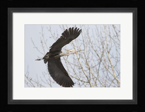 Framed Great Blue Heron, flying back to nest with a stick Print