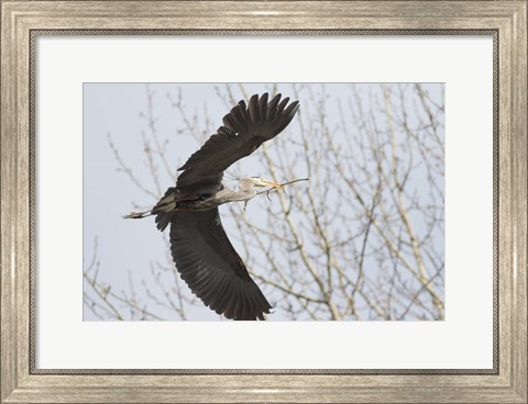 Framed Great Blue Heron, flying back to nest with a stick Print