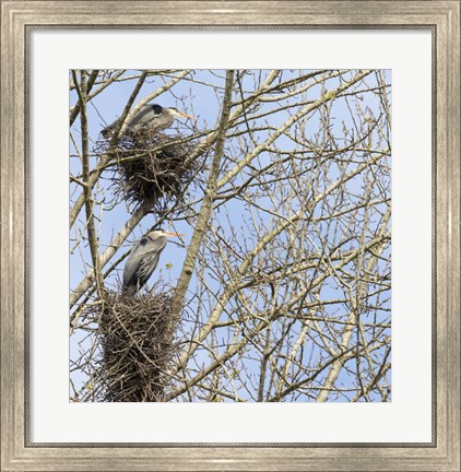 Framed Great Blue Herons, on nest at rookery Print