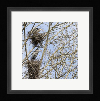 Framed Great Blue Herons, on nest at rookery Print