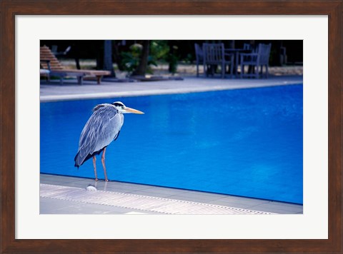 Framed Big Blue Heron, Maldives Print