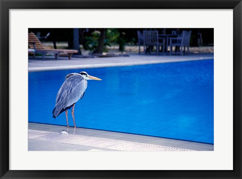 Framed Big Blue Heron, Maldives Print