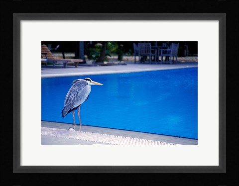 Framed Big Blue Heron, Maldives Print