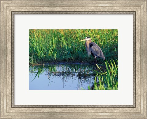 Framed Great Blue Heron in Taylor Slough, Everglades, Florida Print