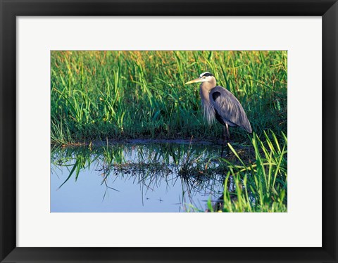 Framed Great Blue Heron in Taylor Slough, Everglades, Florida Print