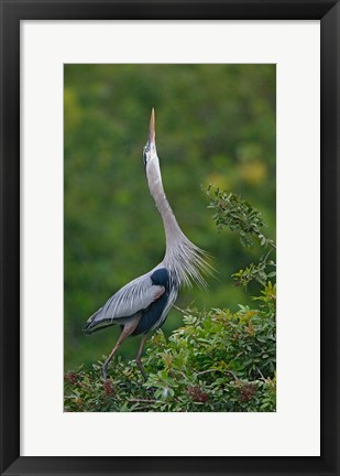 Framed Great Blue Heron Displaying the Sky Point Courtship Ritual Print