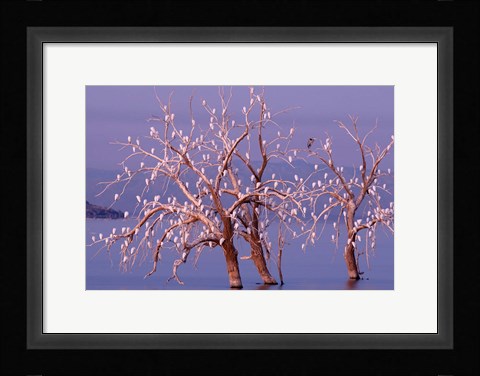 Framed California, Cattle Egret, Great Blue Heron, bird roost Print