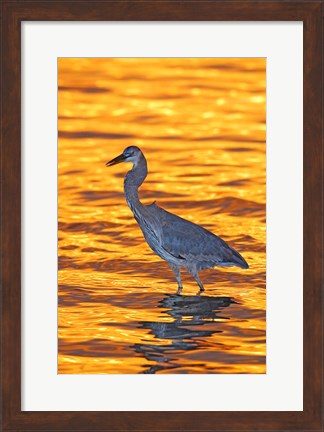 Framed Great Blue Heron in Golden Water at Sunset Print