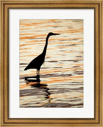 Framed Silhouette of Great Blue Heron in Water at Sunset Print