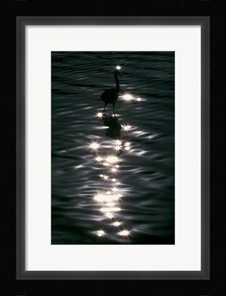 Framed Great Blue Heron Wades in Water, Placido, Florida Print